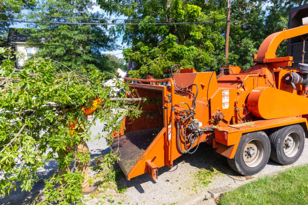 Best Stump Grinding Near Me  in East Palo Alto, CA